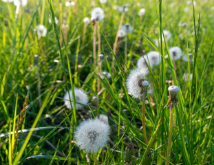Close view of common dandelion puffballs rising through fresh meadow grass in warm sunlight. The scene shows fluffy seed heads, natural seed dispersal, spring growth and wild lawn vegetation. © Volha