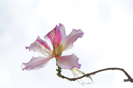 pink bauhinia flower