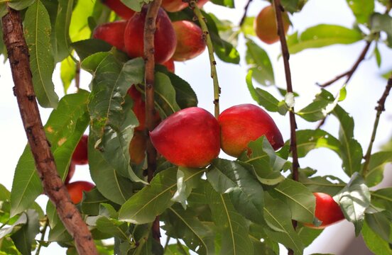 Nectarinia fruits on a tree