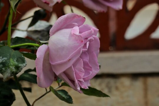 Purple rose flower