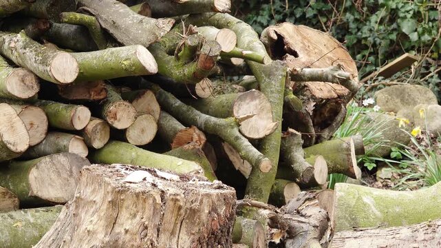 Firewood being split with a splitting maul in front of a stacked wood pile outdoors