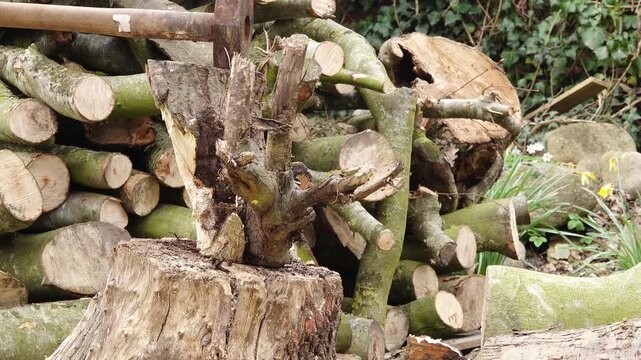 Firewood being split with a splitting maul in front of a stacked wood pile outdoors