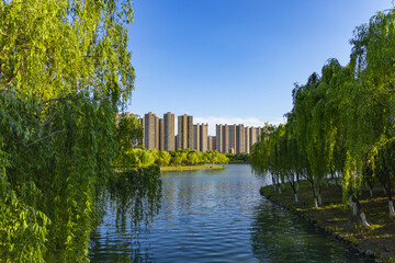 Urban Lake Park with Willow Trees and City Skyline © PhanMinh