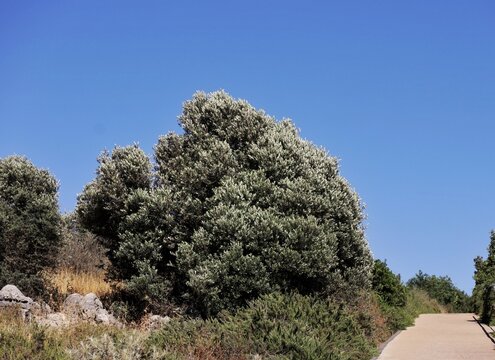 olive tree in the wind 