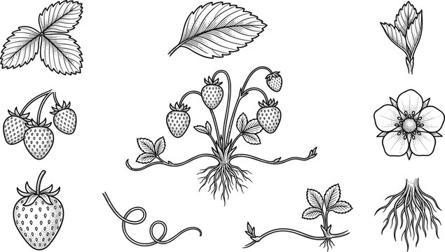 Botanical Strawberry Plant Sketch Collection with Leaves Flowers Roots Runners and Fruit Vintage Engraving Vector Illustration Set