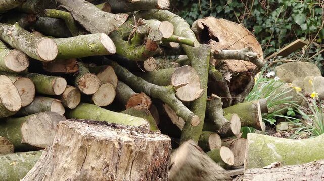 Firewood being split with a splitting maul in front of a stacked wood pile outdoors