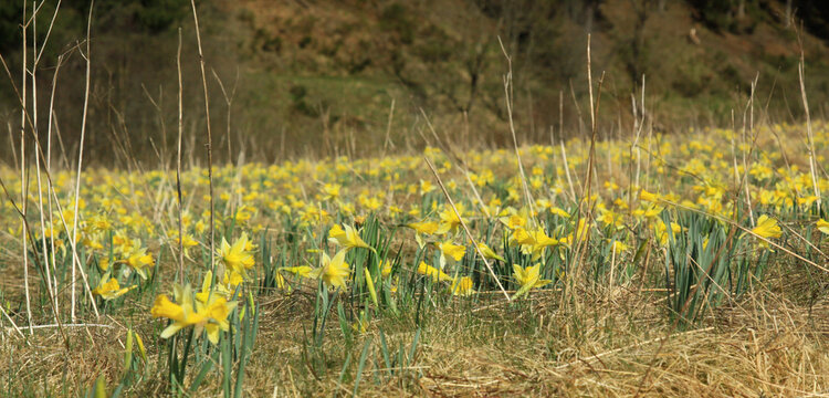 Gro&szlig;es Feld mit wilden gelben Narzissen auf einer Fr&uuml;hlingswiese im l&auml;ndlichen Raum