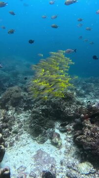 Vibrant yellow fish swim in tight formation near coral reef