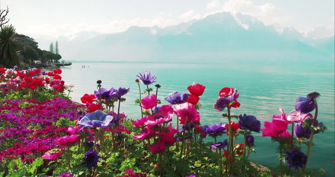 Blooming Spring Flowers Overlooking Lake Geneva in Montreux Switzerland - Colorful spring flowers overlooking the turquoise waters of Lake Geneva with alpine mountain scenery in the distance.