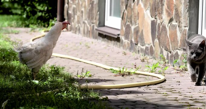 A gray Burmese cat chases a chicken in the garden