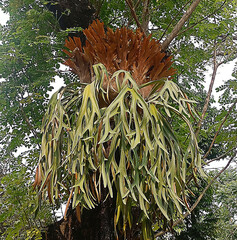 Majestic Staghorn Fern Growing on Tree Trunk © Shaima