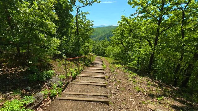 Wooden steps lead through dense green forest. Gradac River, Serbia