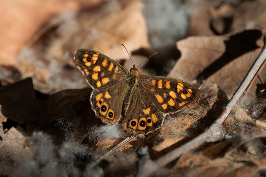 Mariposa de los muros (Pararge aegeria) posada sobre hojas secas de pl&aacute;tano de sombra, Alcoy, Espa&ntilde;a