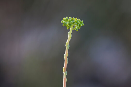 Inflorescencia en bot&oacute;n de raimet de pastor (Sedum sediforme) en fase de prefloraci&oacute;n, Alcoy, Espa&ntilde;a