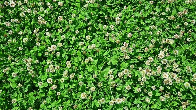 White clover flowers spreading across green lawn in sunny garden