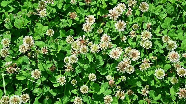 White clover flowers blooming across green lawn ground