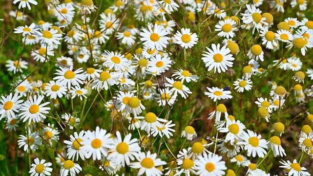 Field of white daisies swaying in breeze in sunlit meadow. Tripleurospermum inodorum, Scentless Mayweed