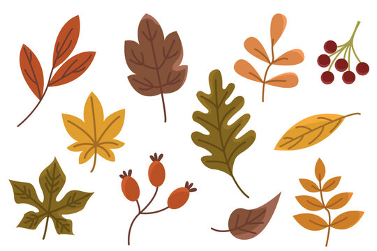 Cozy Autumn Woodland Leaf Vector Set with Assorted Woodland Leaves, Botanical Sprigs, Berries and Hand Drawn Forest Clipart