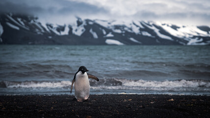 Adélie Penguin on Black Beach with Snowy Mountains and Teal Ocean © Dimitriu