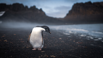 Naklejka premium Lone Adélie Penguin on Volcanic Black Beach in Misty Antarctic Cove