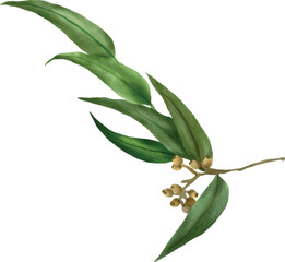 Eucalyptus Leaves Watercolor Painting Isolated Graphic © Tan Creative Studio