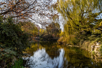 Obraz premium Autumn Pond and Willow Trees in a Serene Garden Park
