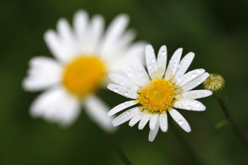 Fototapeta premium Marguerite le matin, Quebec, Canada.