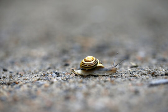 Escargot rampant sur le sol. Escargot rampant sur la route.