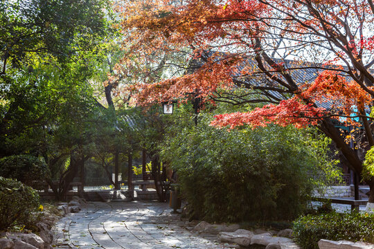 Autumn maple trees and traditional garden walkway in Baotu Spring Park, Jinan, China