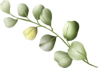 Watercolor eucalyptus branch illustration isolated on white background © Tan Creative Studio