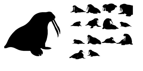 Walrus Silhouette © 99___Designer