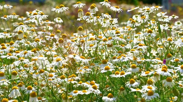 Daisy and chamomile flowers swaying in meadow field at daytime. Tripleurospermum inodorum, Scentless Mayweed