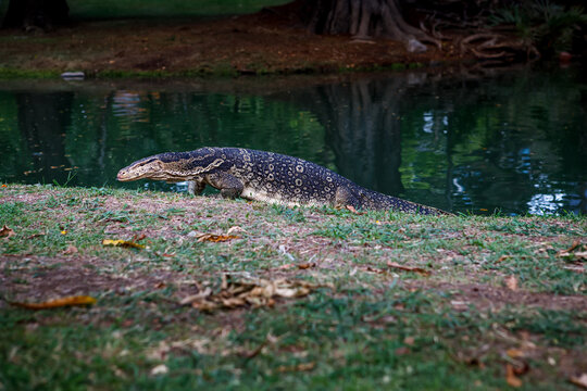 Large Asian water monitor lizard crawling out of a pond onto a grassy bank