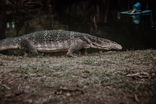Large Asian water monitor lizard crawling out of a pond onto a grassy bank