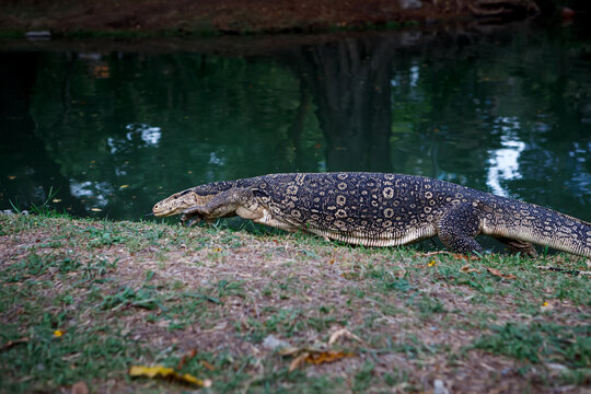 Large Asian water monitor lizard crawling out of a pond onto a grassy bank