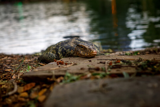 Close up eye level view of Asian water monitor lizard resting on a pond shore