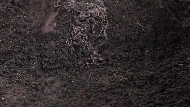Vermicompost Production with Live Earthworms in Fertile Soil.