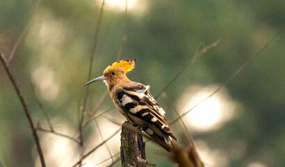 Beautiful close-up view of Indian eurasian hoopoe bird stand on the dry tree branch and searching some food. Isolated on blurry green trees and sky outdoor area view in the background. © Vikesh