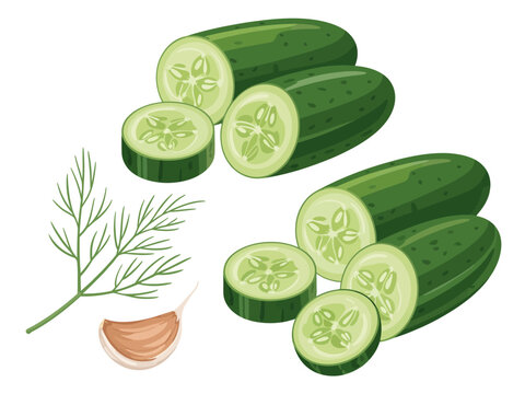 Fresh cucumbers, dill, and garlic ingredients for pickling or salad