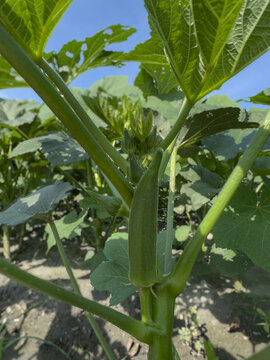 Fresh okra plant with yellow flower blooming in the farm field under blue sky