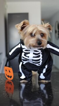 Yorkshire terrier dressed in a skeleton costume carrying a pumpkin basket