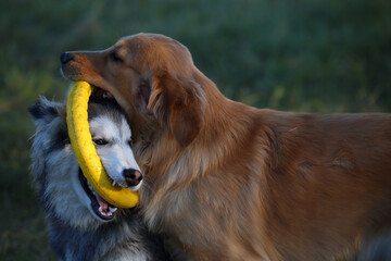 Golden retriever and husky playing with yellow ring toy outdoors © LamTri