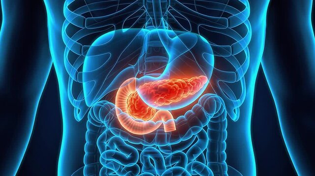Pancreas and Duodenum Glowing in Blue X-Ray Hologram Body Scan 3D Animation