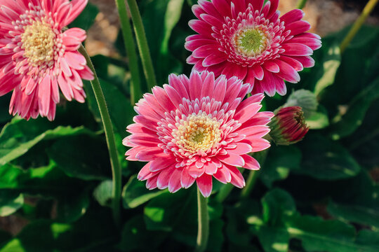 Pink Gerbera Daisies Blooming in Garden