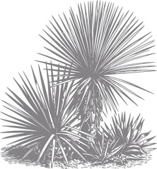 Fototapeta premium Stylized of yucca plants in a grayscale palette
