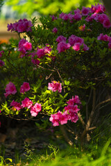 Fototapeta premium Pink Azalea Flowers Blooming in Garden