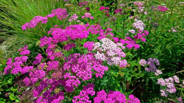 Pink yarrow flowers swaying in garden bed under midday sunlight