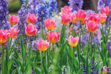 Obraz premium Pink Tulips Blooming in a Spring Garden