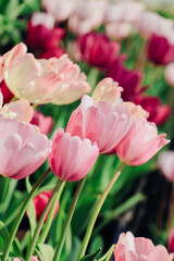 Obraz premium Pink Tulips Blooming in a Spring Garden