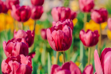 Obraz premium Pink Tulips Blooming in a Spring Garden